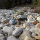 Illustration for article titled Toby in Yosemite